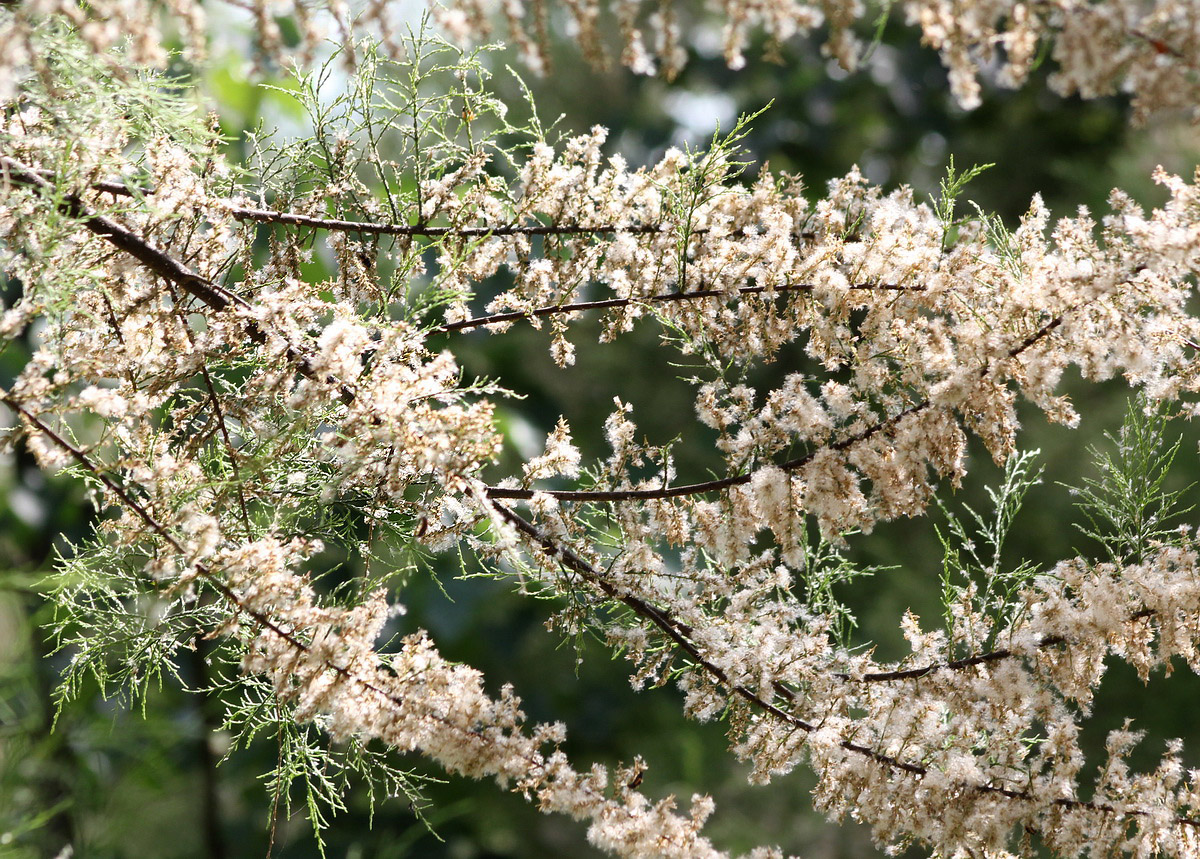 Image of Tamarix ramosissima specimen.