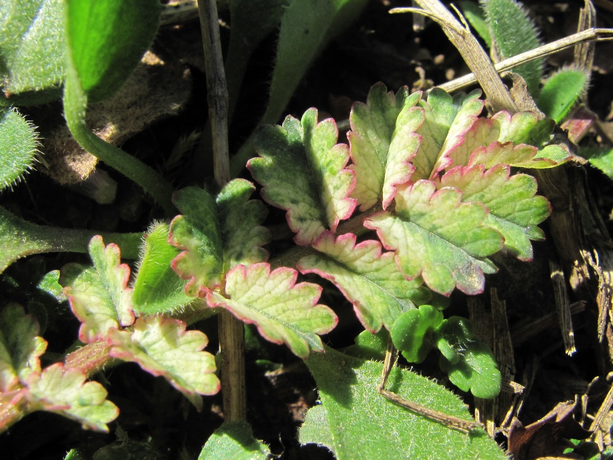 Изображение особи Poterium sanguisorba.