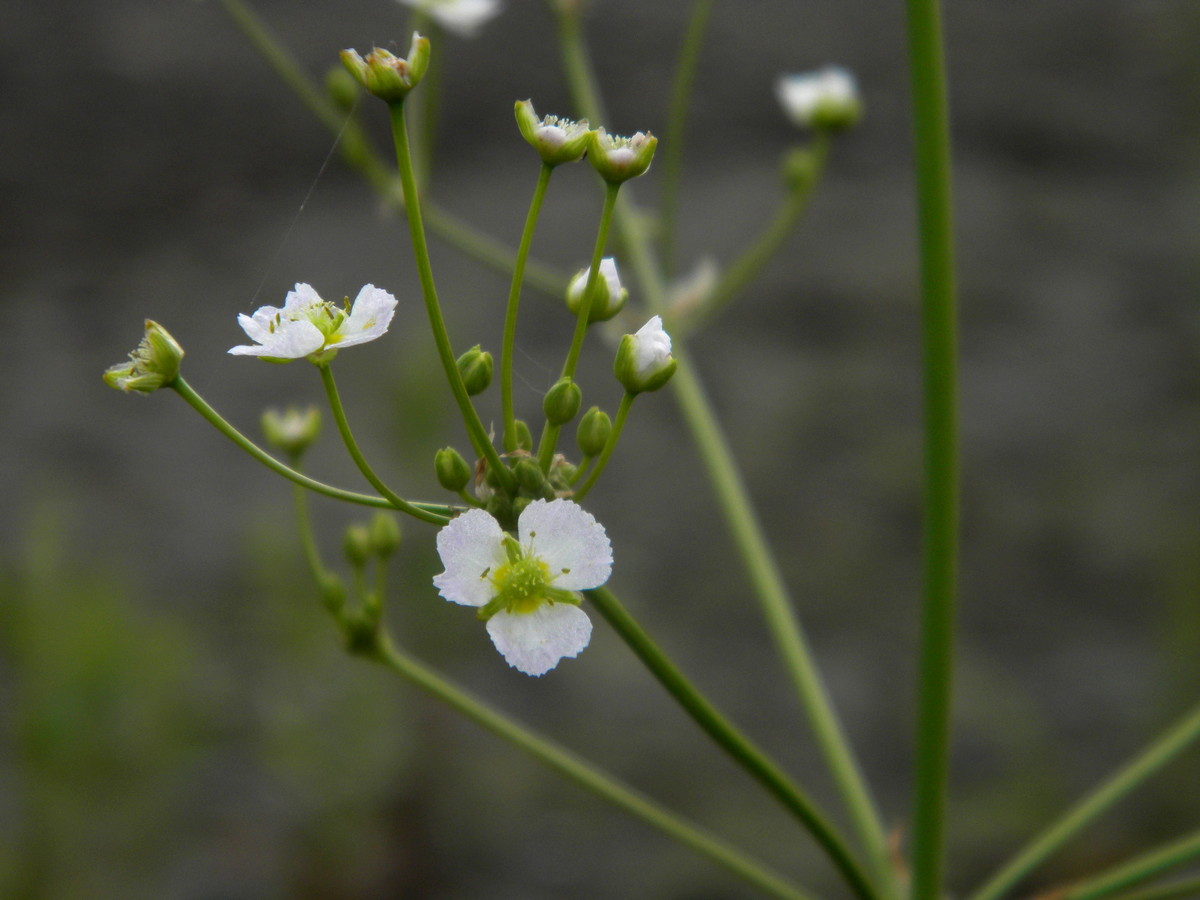 Image of Alisma plantago-aquatica specimen.