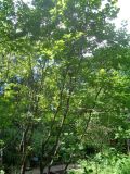 Cotinus coggygria. Вегетирующее растение. Тверская обл., г. Тверь, Заволжский р-н, ботанический сад ТвГУ, в культуре. 1 июня 2019 г.