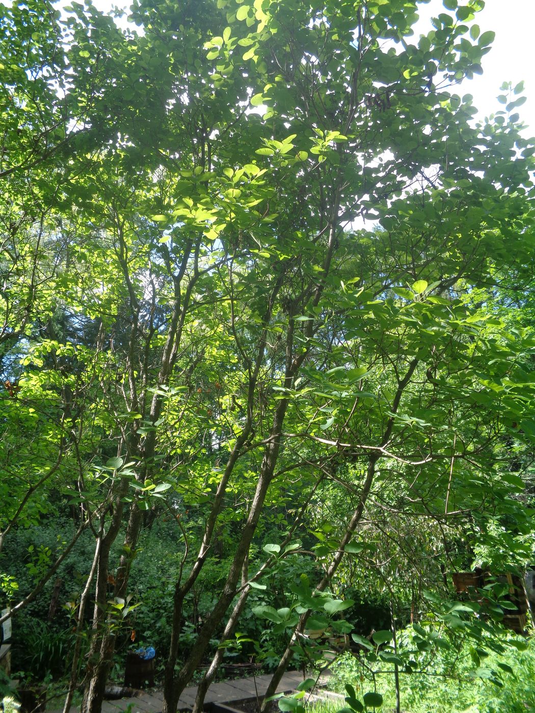 Image of Cotinus coggygria specimen.