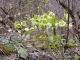 Helleborus caucasicus