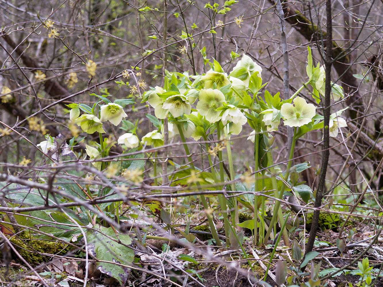 Image of Helleborus caucasicus specimen.