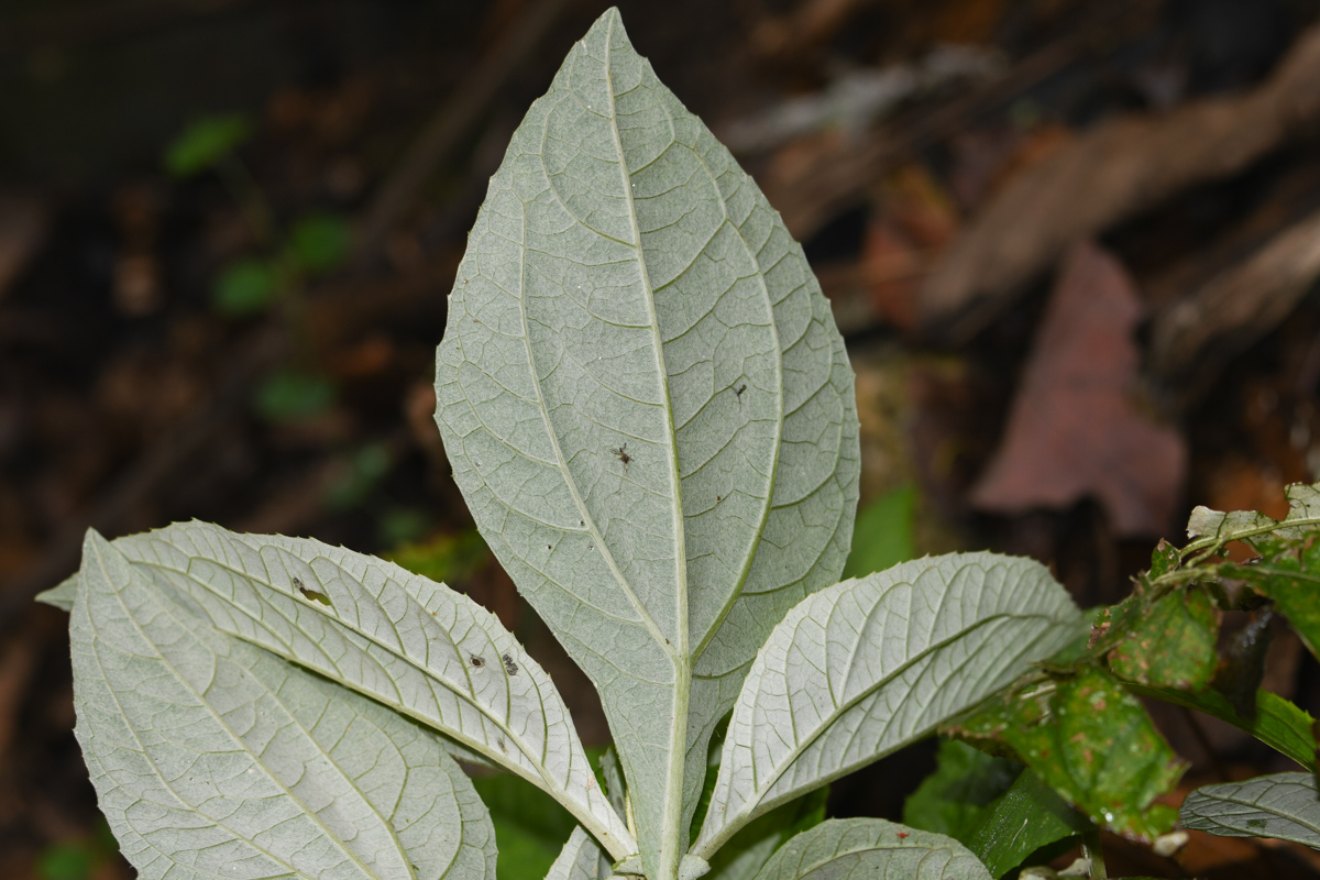 Изображение особи Liabum vargasii.