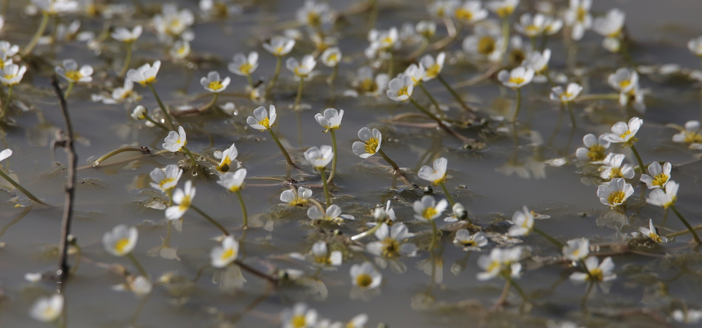 Image of Ranunculus sphaerospermus specimen.