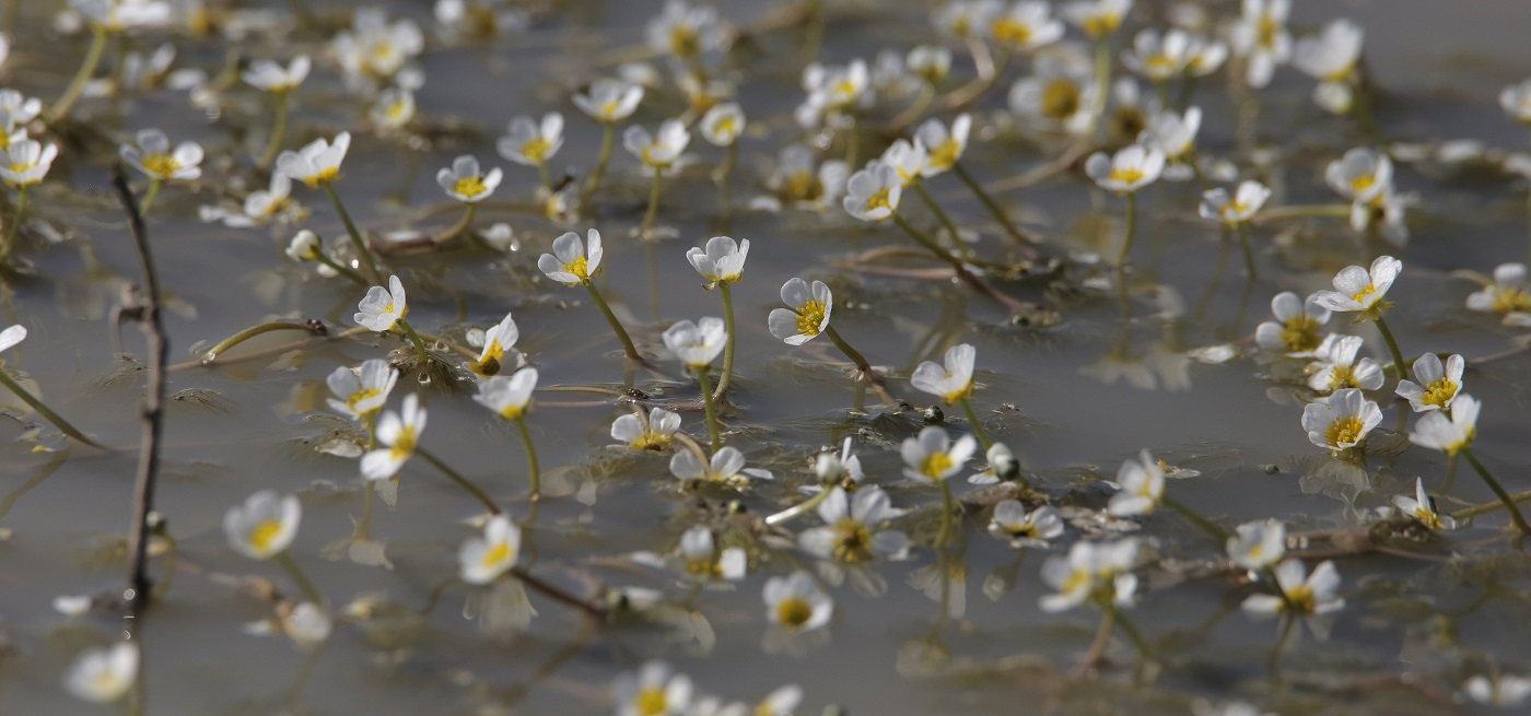 Image of Ranunculus sphaerospermus specimen.