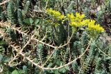 Sedum reflexum