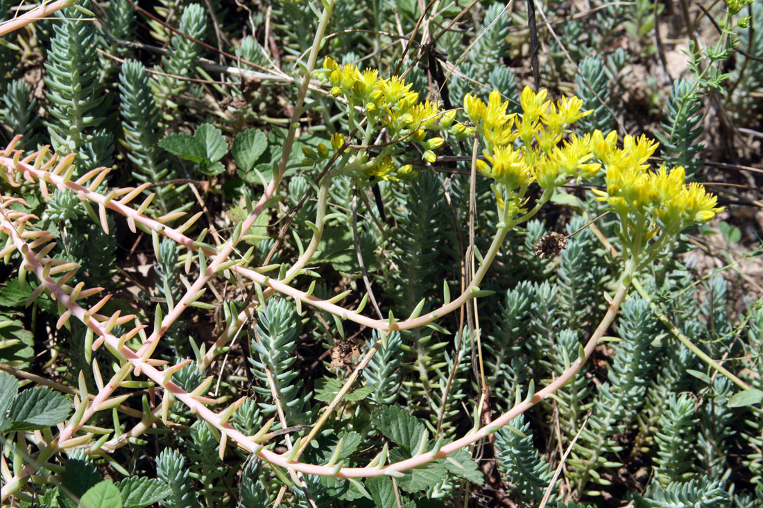 Image of Sedum reflexum specimen.