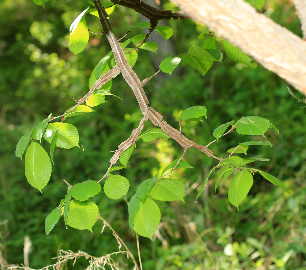 Image of Ulmus macrocarpa specimen.