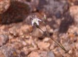 Minuartia leiosperma. Верхушка побега с цветком. Украина, Николаевская обл., Вознесенский р-н, окр. с. Актово, Актовский каньон, осыпь на высоком западном склоне. 30.05.2021.