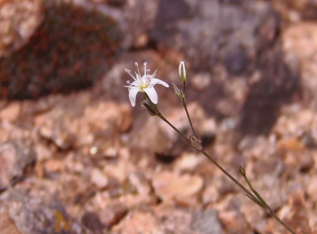 Изображение особи Minuartia leiosperma.