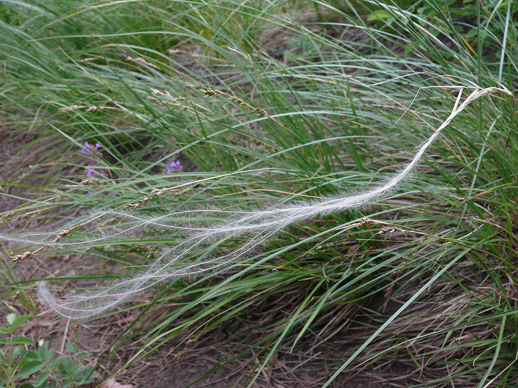 Изображение особи род Stipa.