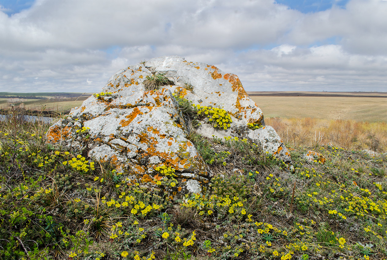 Изображение особи Alyssum lenense.