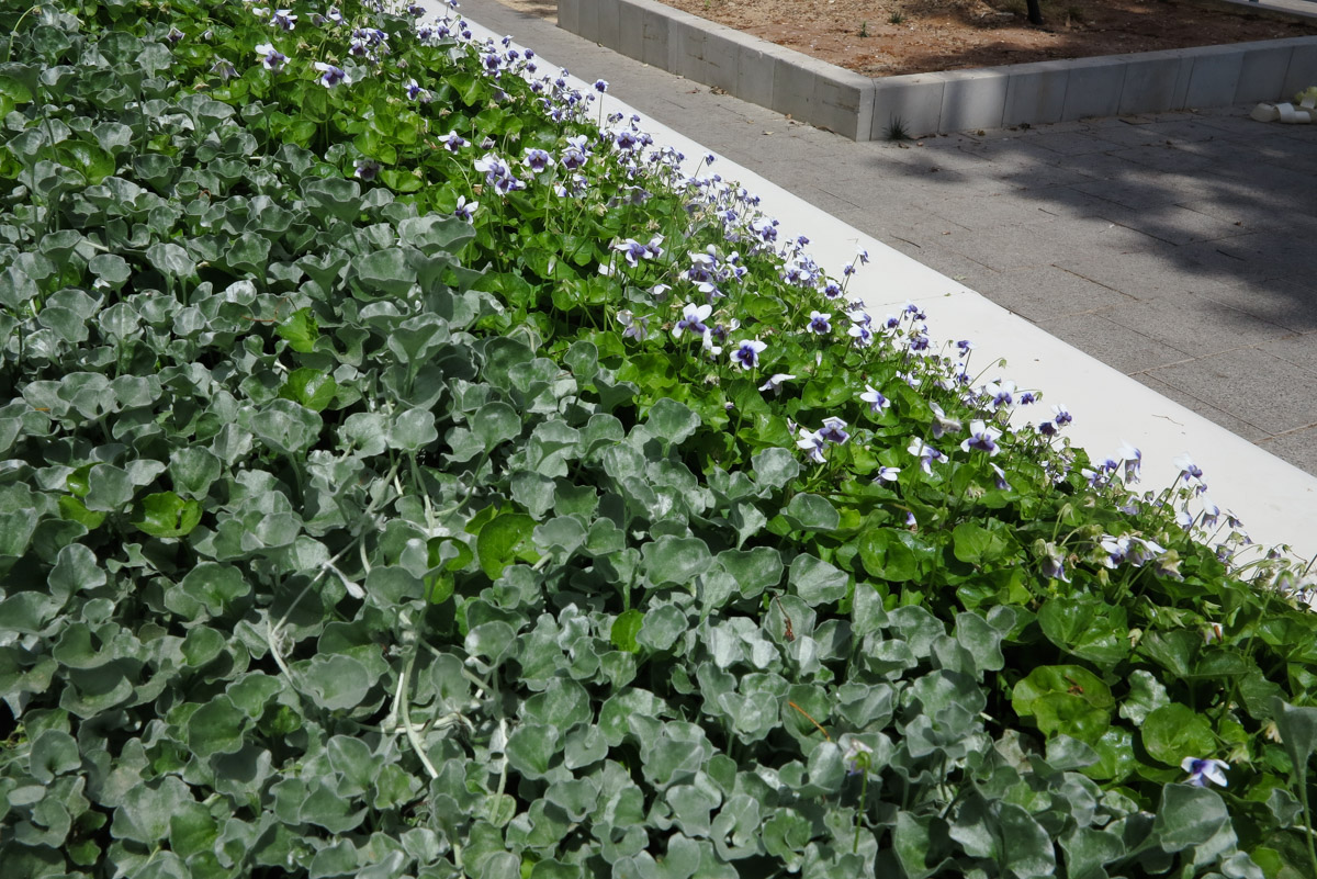 Image of Dichondra argentea specimen.