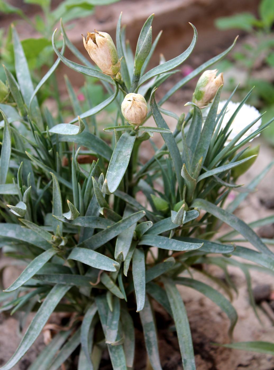 Image of Dianthus chinensis specimen.