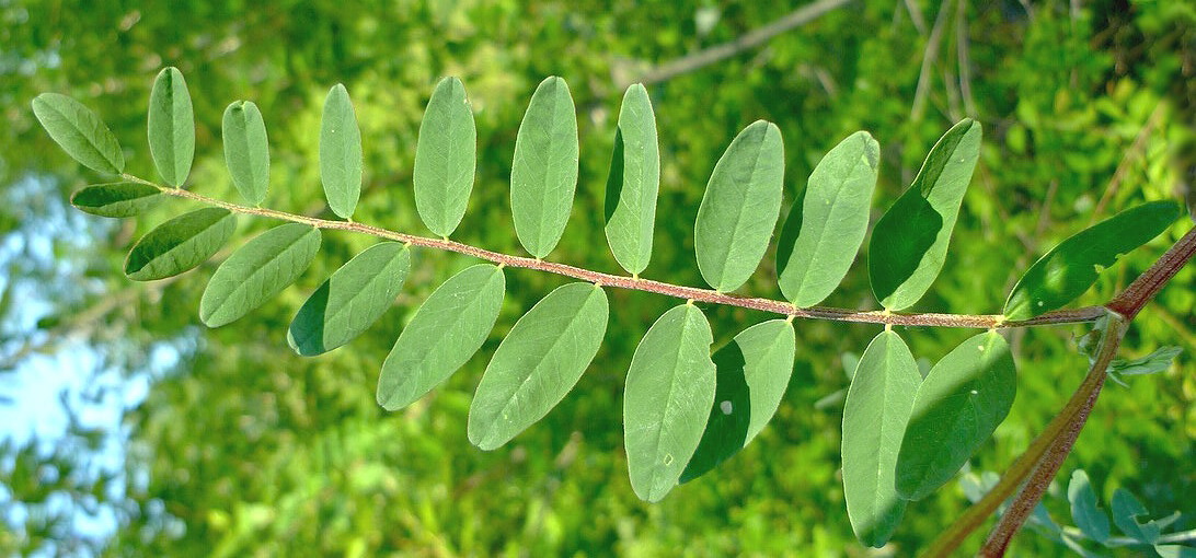 Image of Astragalus schelichowii specimen.