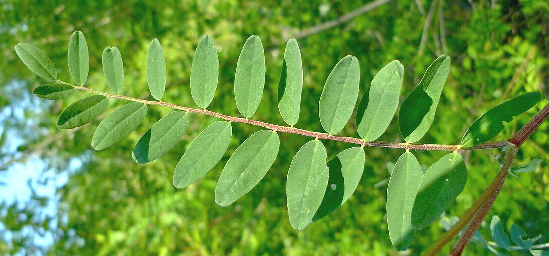 Изображение особи Astragalus schelichowii.