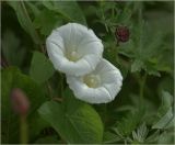 Calystegia sepium