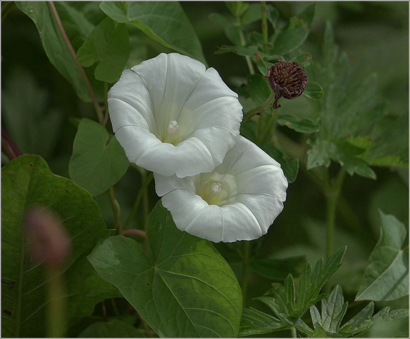 Изображение особи Calystegia sepium.