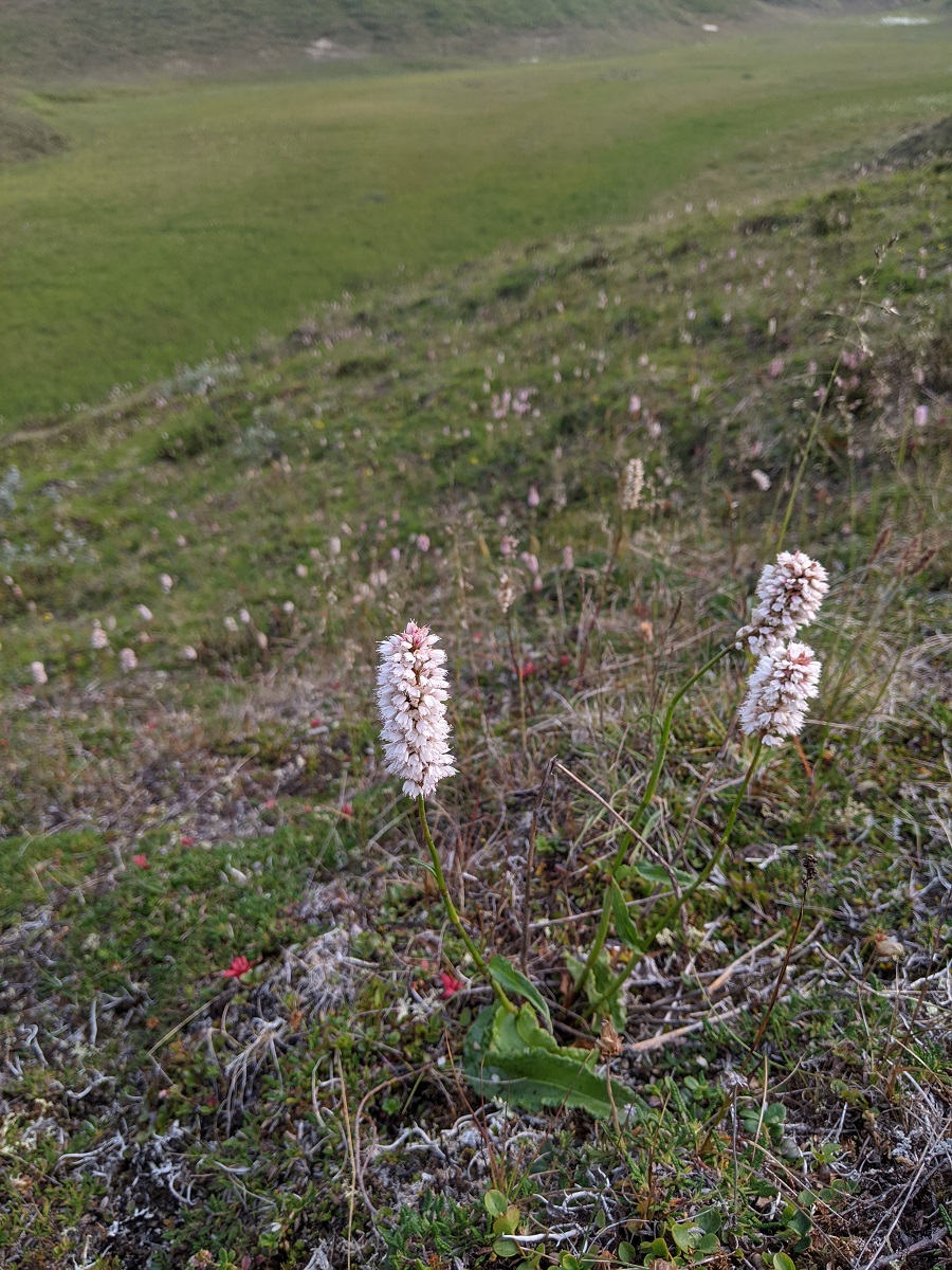 Изображение особи Bistorta officinalis.