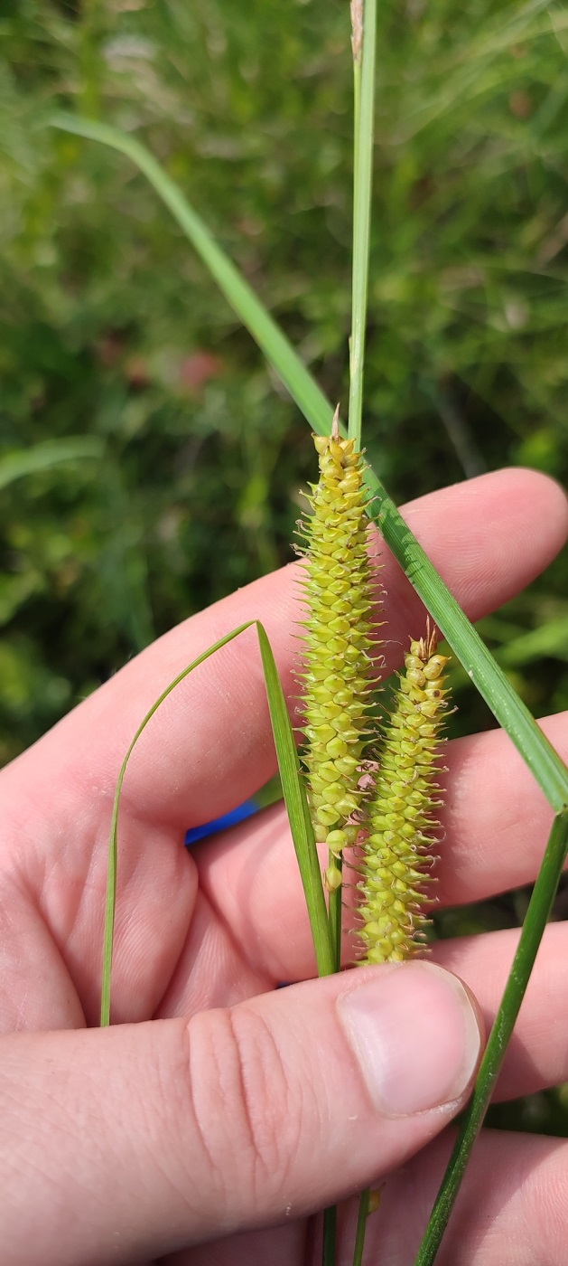 Изображение особи Carex rostrata.