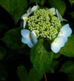 Hydrangea macrophylla