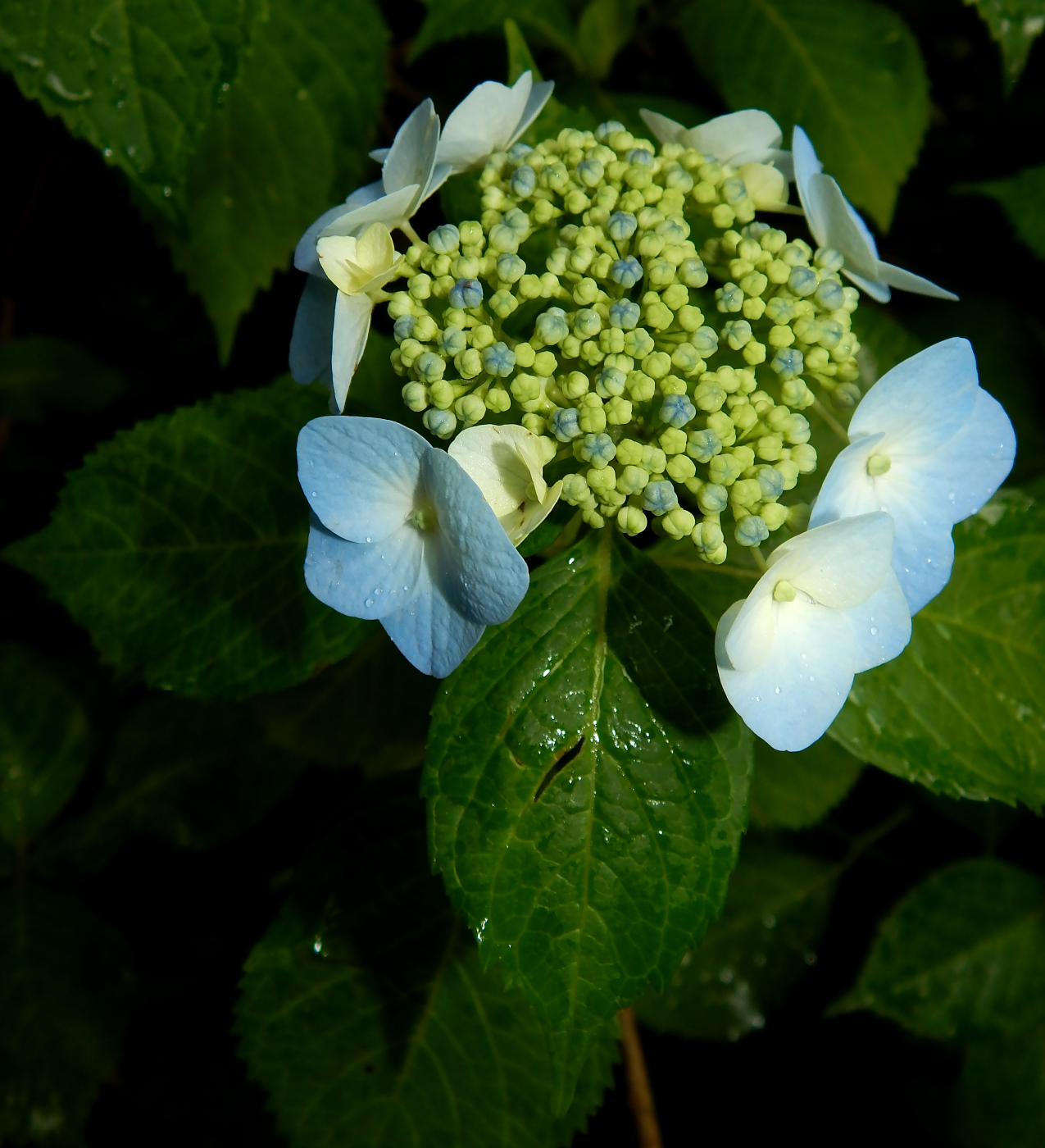 Image of Hydrangea macrophylla specimen.