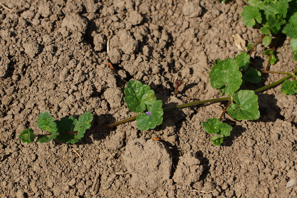 Изображение особи Glechoma hederacea.