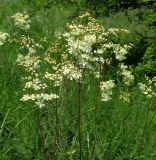 Filipendula vulgaris. Верхушки цветущих растений. Ростовская обл., Октябрьский р-н, долина р. Аюта, берег пруда Терновый Яр, степной склон. 23.05.2021.