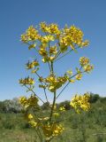 Euphorbia lamprocarpa. Верхушка побега с соплодиями. Южный Казахстан, Жамбылская обл., пойма р. Асса. 25 июня 2021 г.