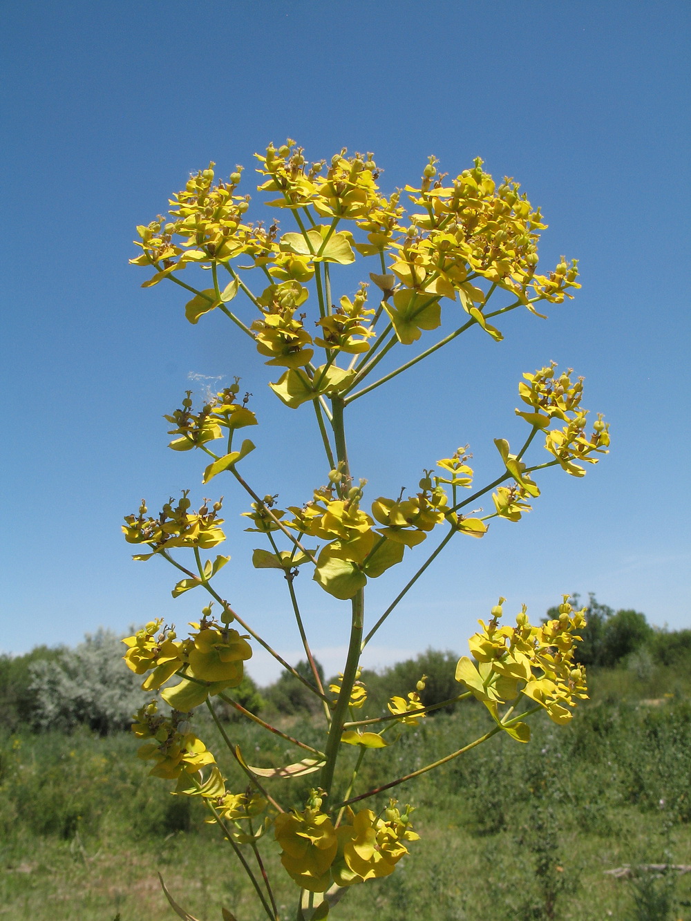 Изображение особи Euphorbia lamprocarpa.