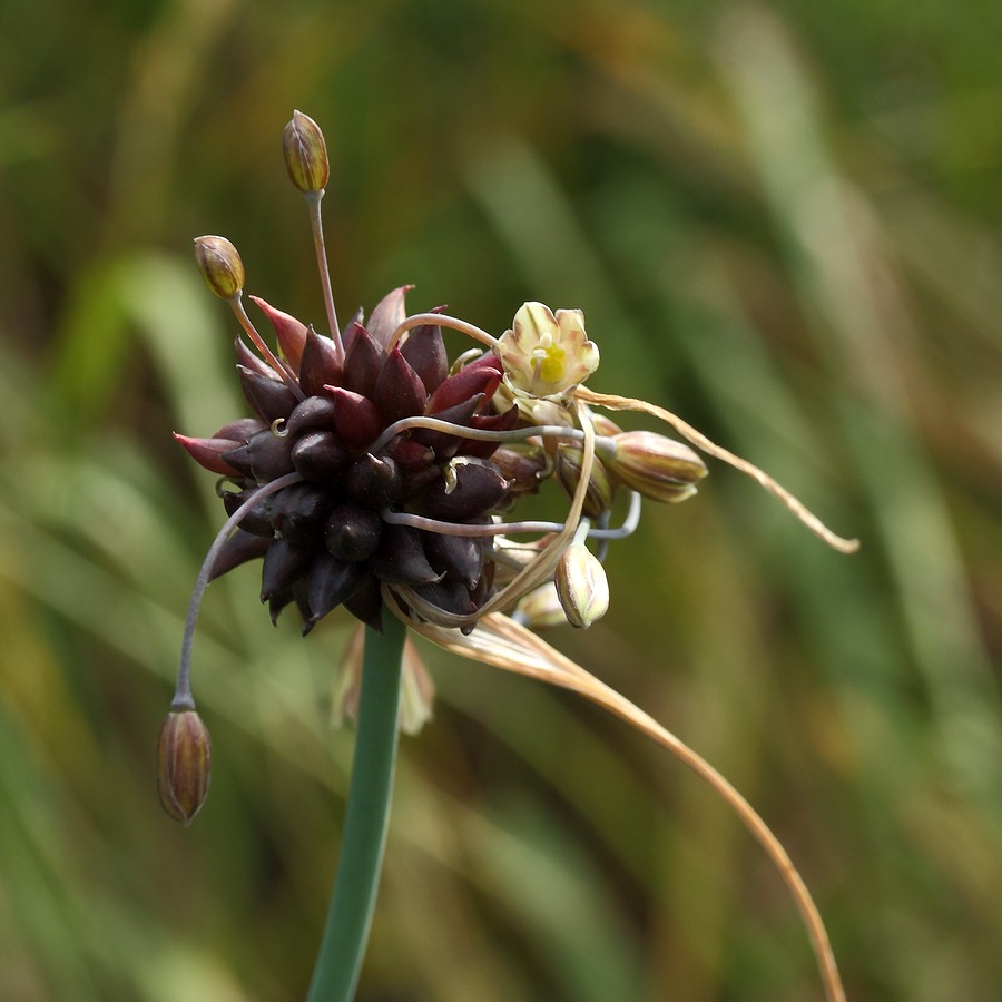 Изображение особи Allium oleraceum.