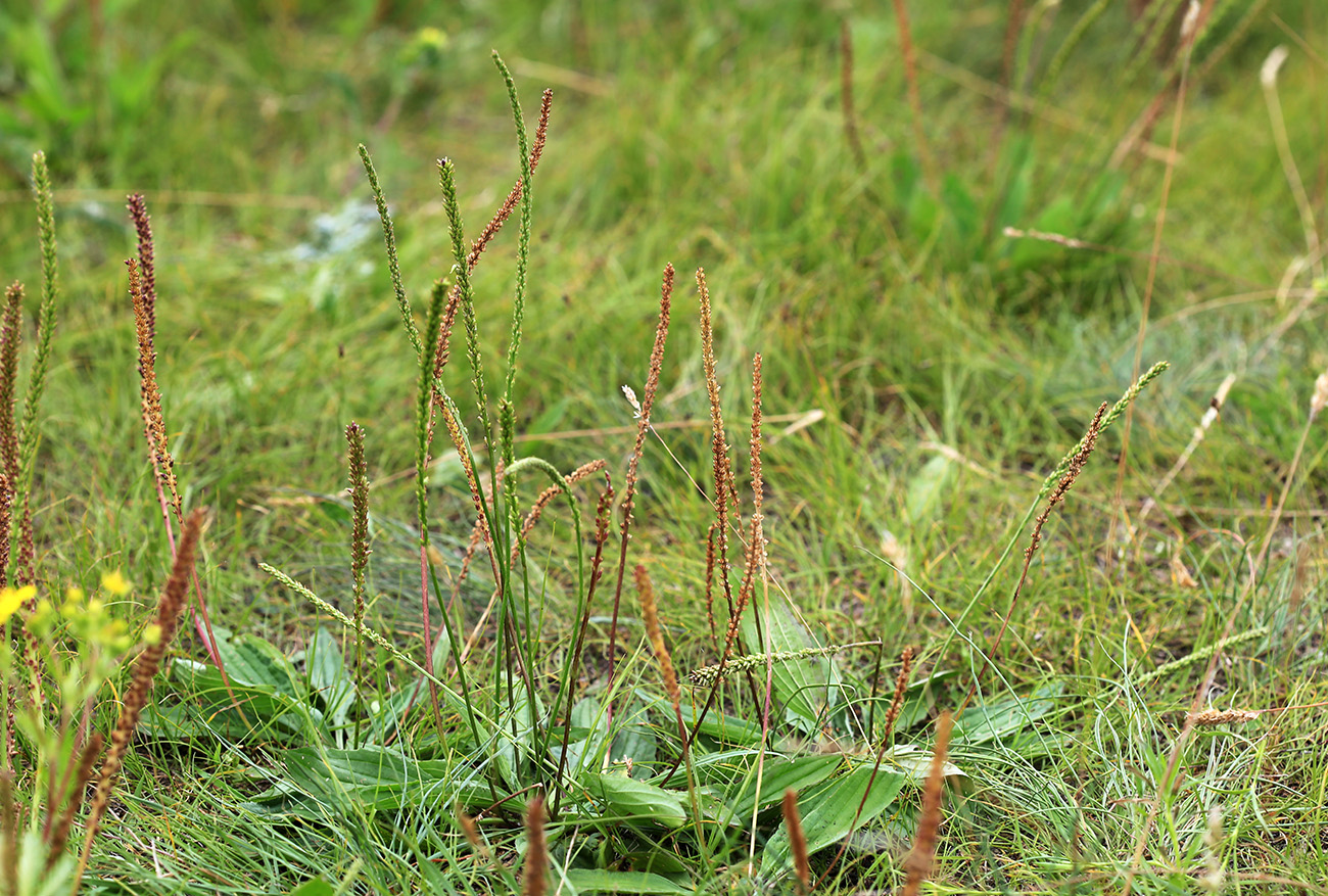 Изображение особи Plantago depressa.