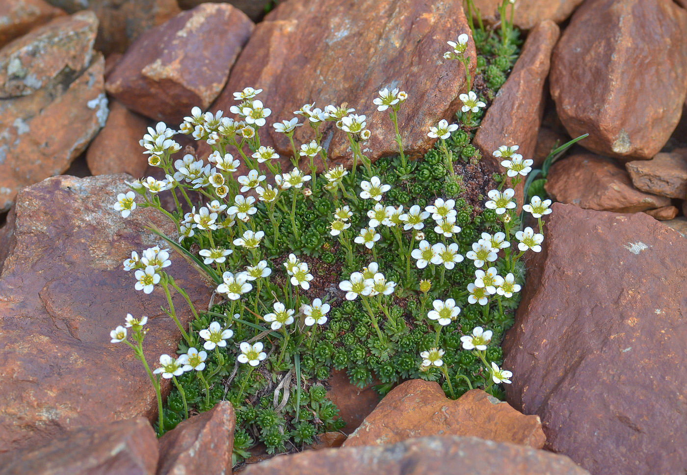 Изображение особи Saxifraga exarata.