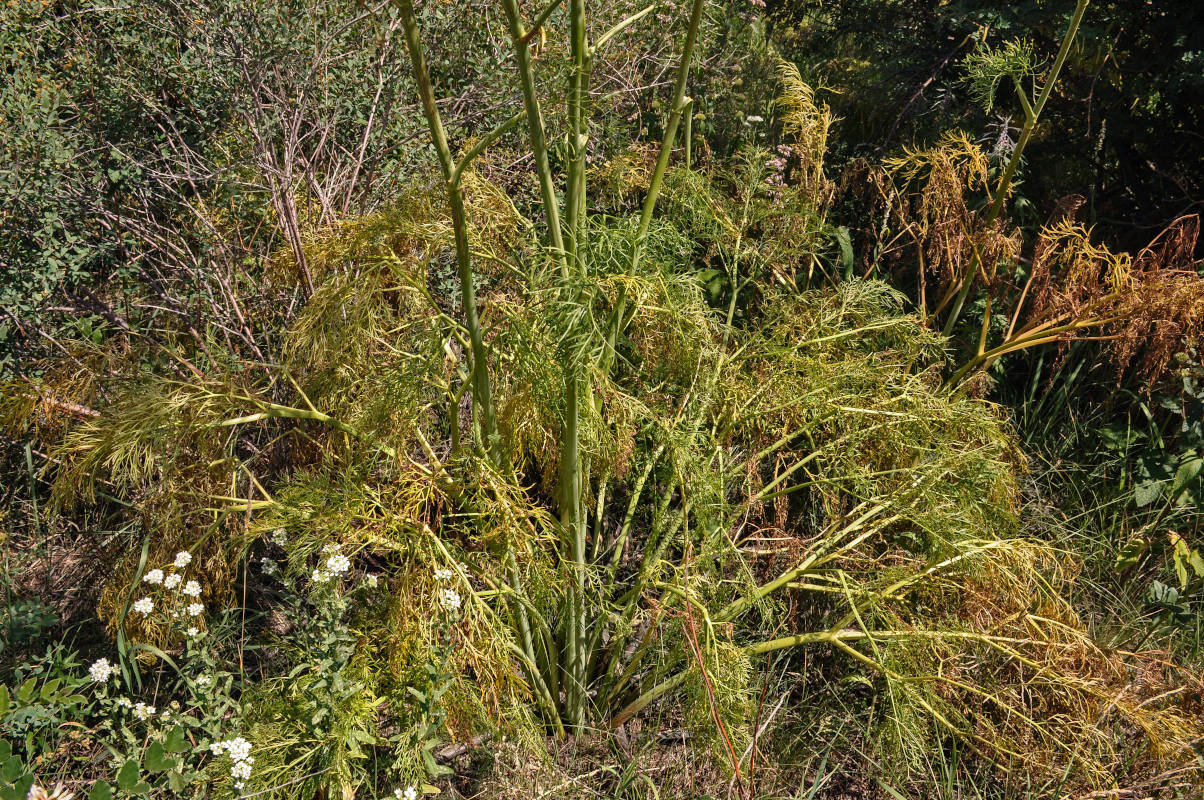 Image of Ferula songarica specimen.