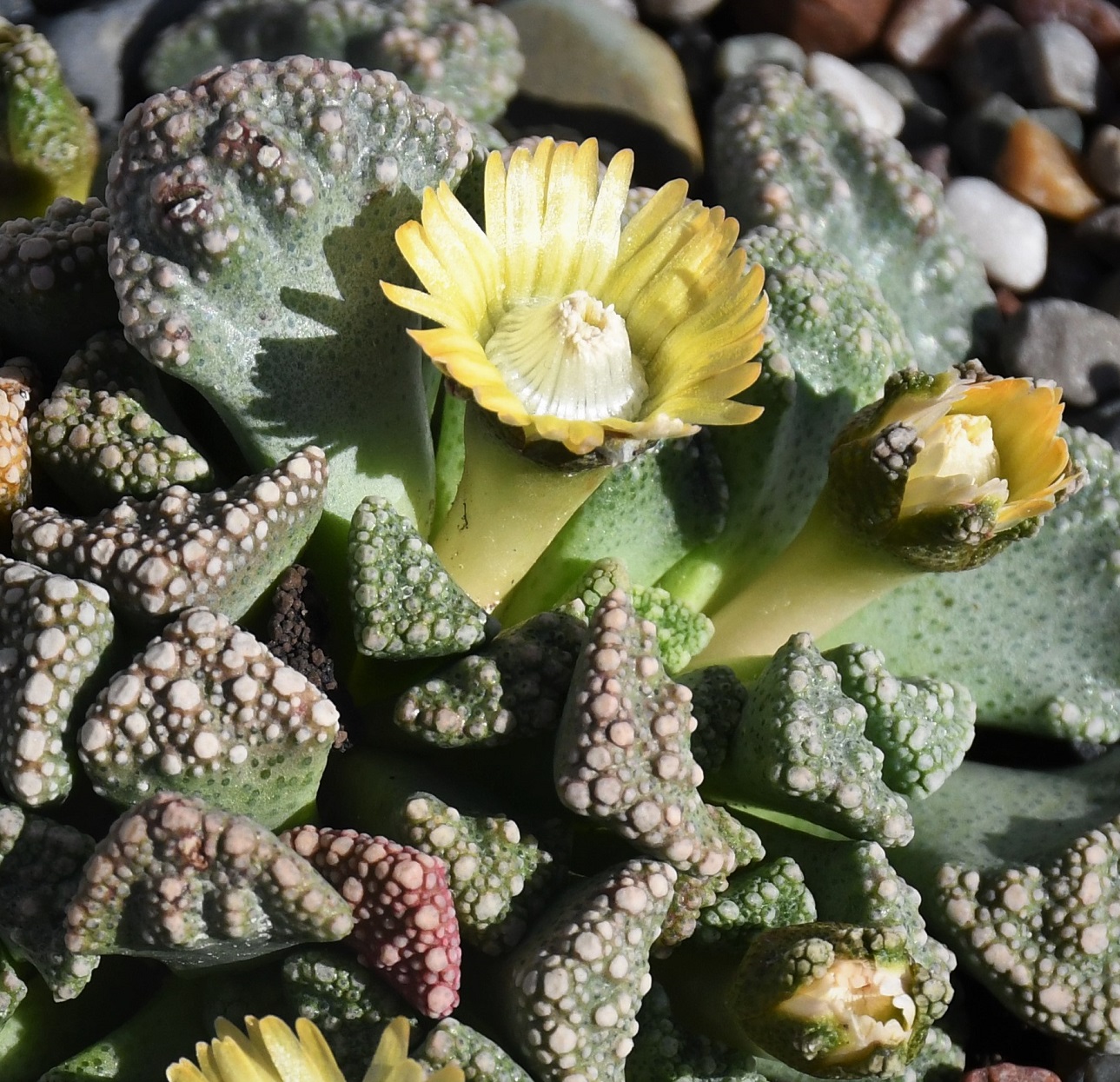 Image of genus Titanopsis specimen.