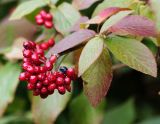 Viburnum lantana. Верхушка побега с листьями в осенней окраске и соплодием с плодами разной степени зрелости. Республика Коми, г. Сыктывкар, ул. Ботанический сад, Ботсад СГУ. 14.09.2019.