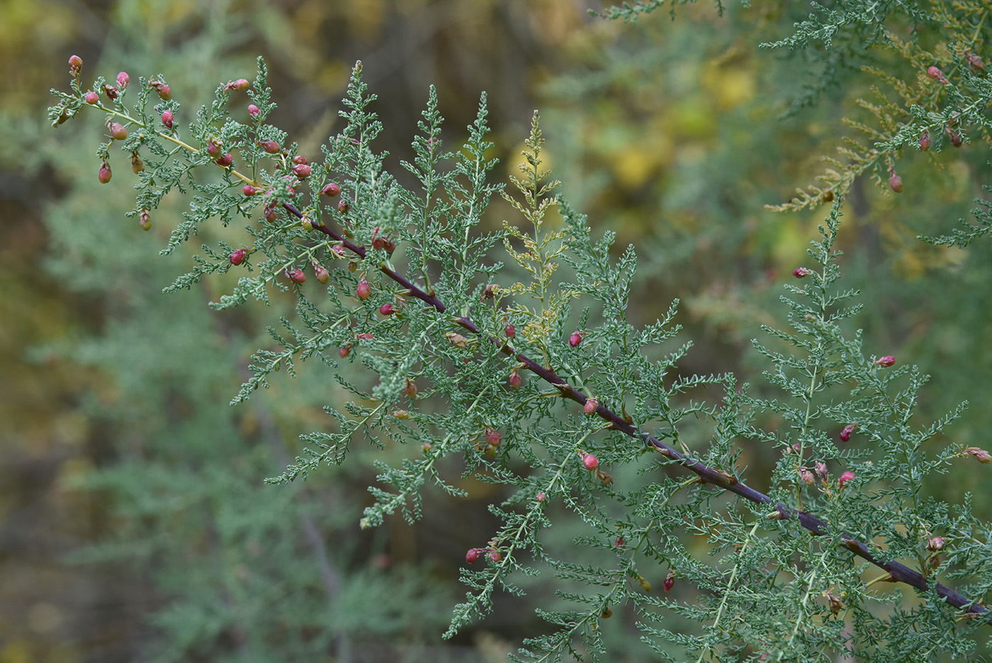 Image of Myricaria bracteata specimen.