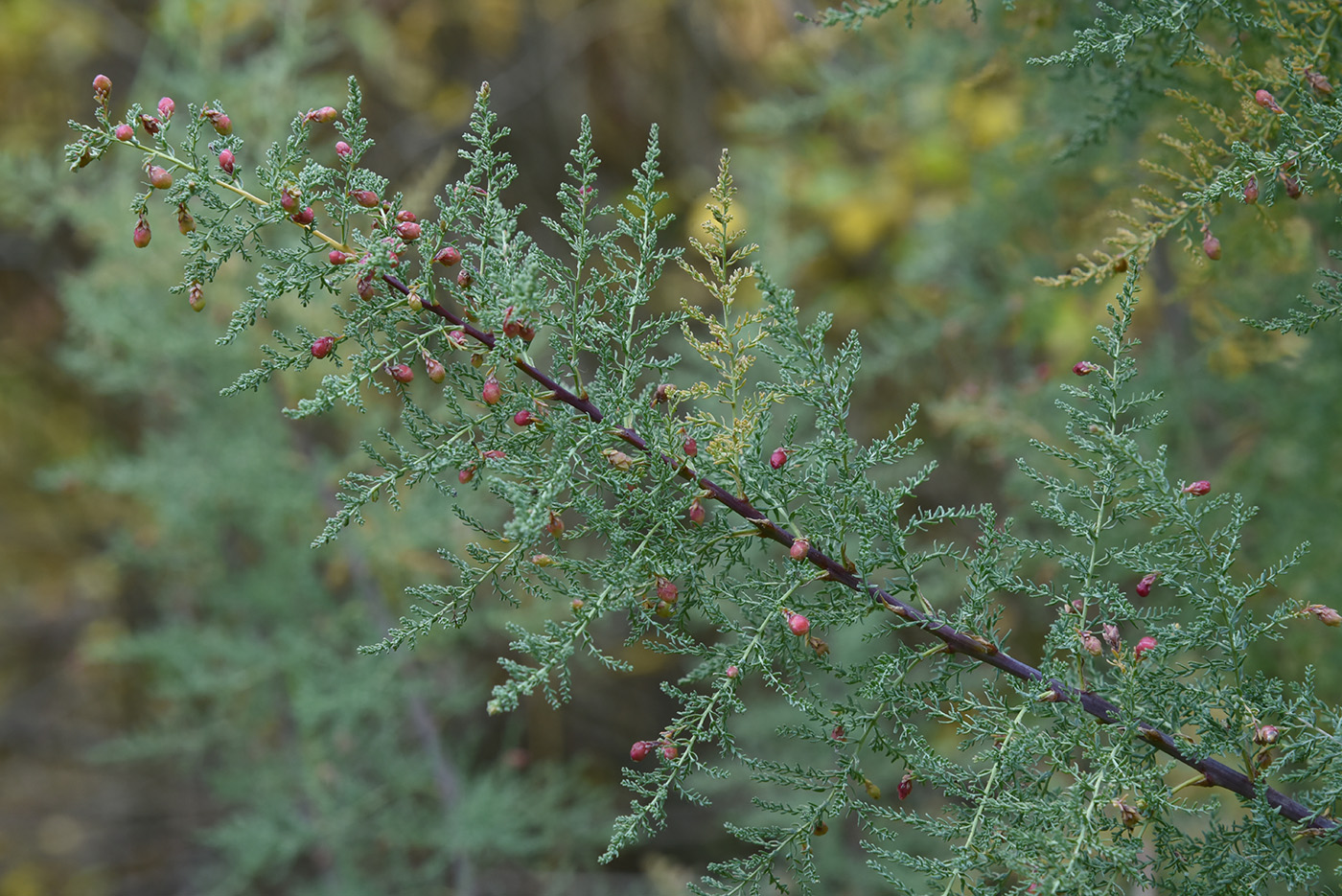 Изображение особи Myricaria bracteata.