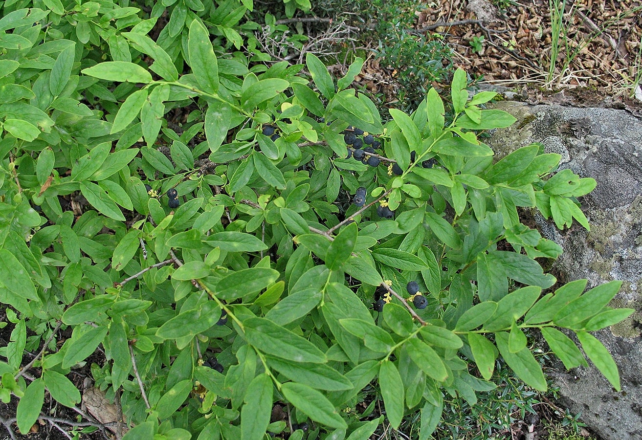 Image of genus Gaultheria specimen.