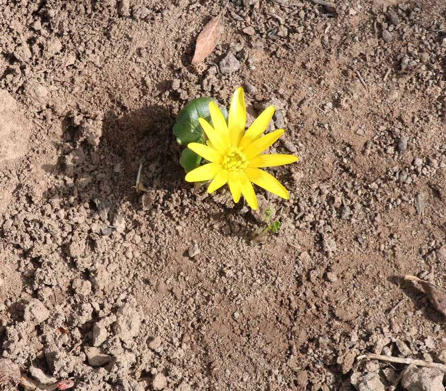 Изображение особи Ficaria fascicularis.
