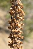 Eremurus inderiensis. Часть высохшего соплодия с раскрывшимися коробочками. Казахстан, Алматинская обл., Балхашский р-н, закреплённые пески. 14 сентября 2021 г.