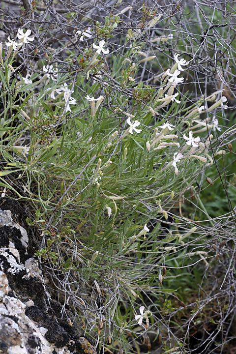 Image of Silene guntensis specimen.