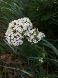 Valeriana