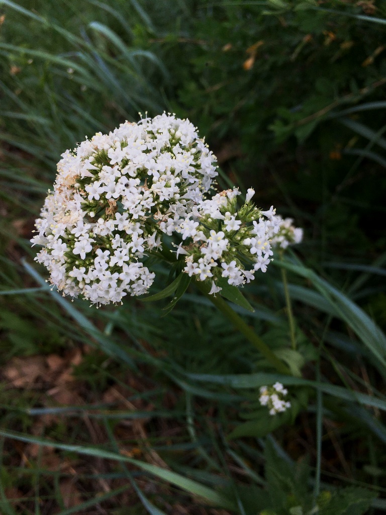 Image of genus Valeriana specimen.