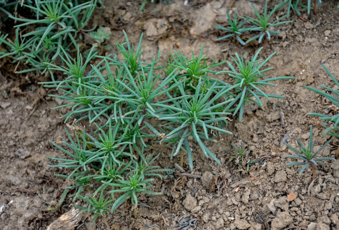 Image of Suaeda altissima specimen.