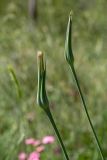 Tragopogon porrifolius ssp. longirostris