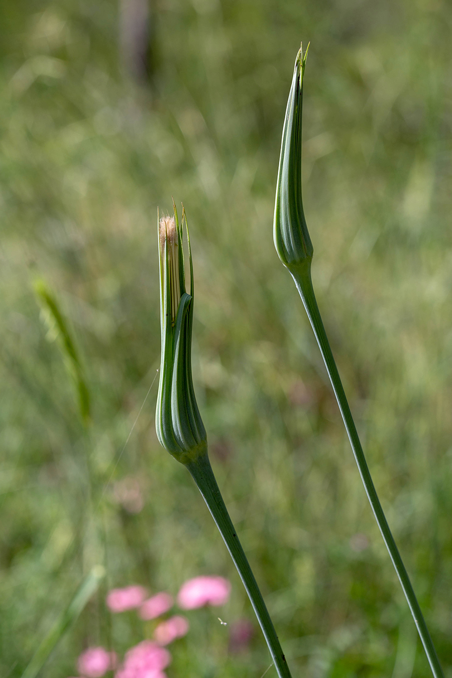 Image of Tragopogon porrifolius ssp. longirostris specimen.