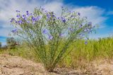 Linum austriacum