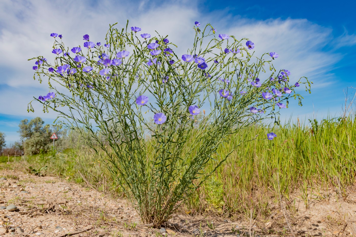 Image of Linum austriacum specimen.